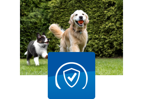 Due cani giocano all'aperto