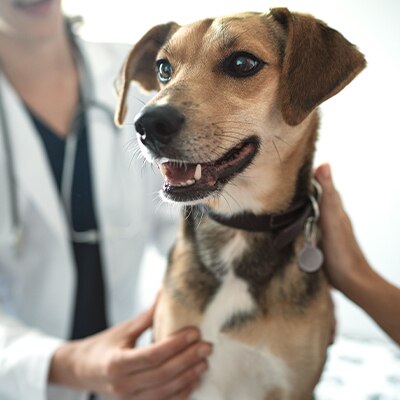 Cane Hill's con la visione