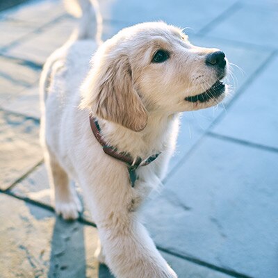 Cane Hill's con la missione dell'azienda