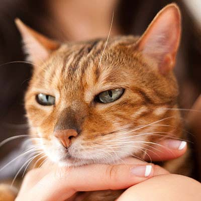 Gatto Hill's con la filosofia dell'azienda