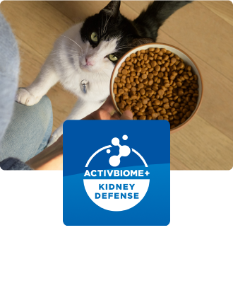 Gatto che guarda in alto verso una ciotola di alimento