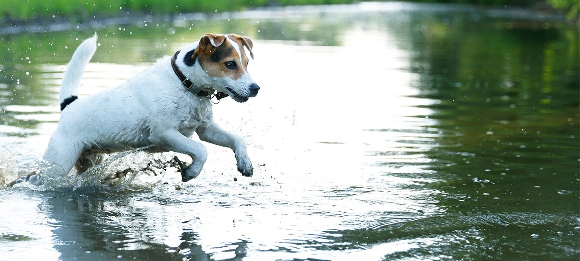 cane piccolo corre nell'acqua