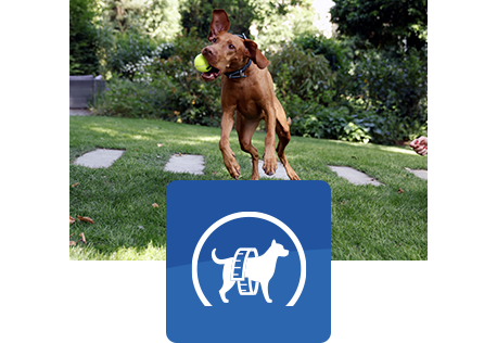 cane marrone salta per prendere una palla